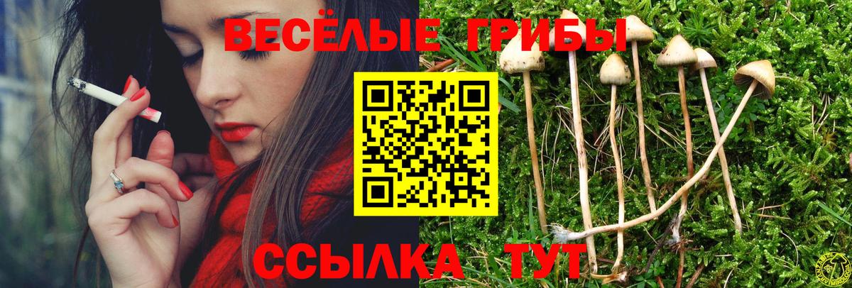 Псилоцибиновые грибы Psilocybine cubensis Кашира